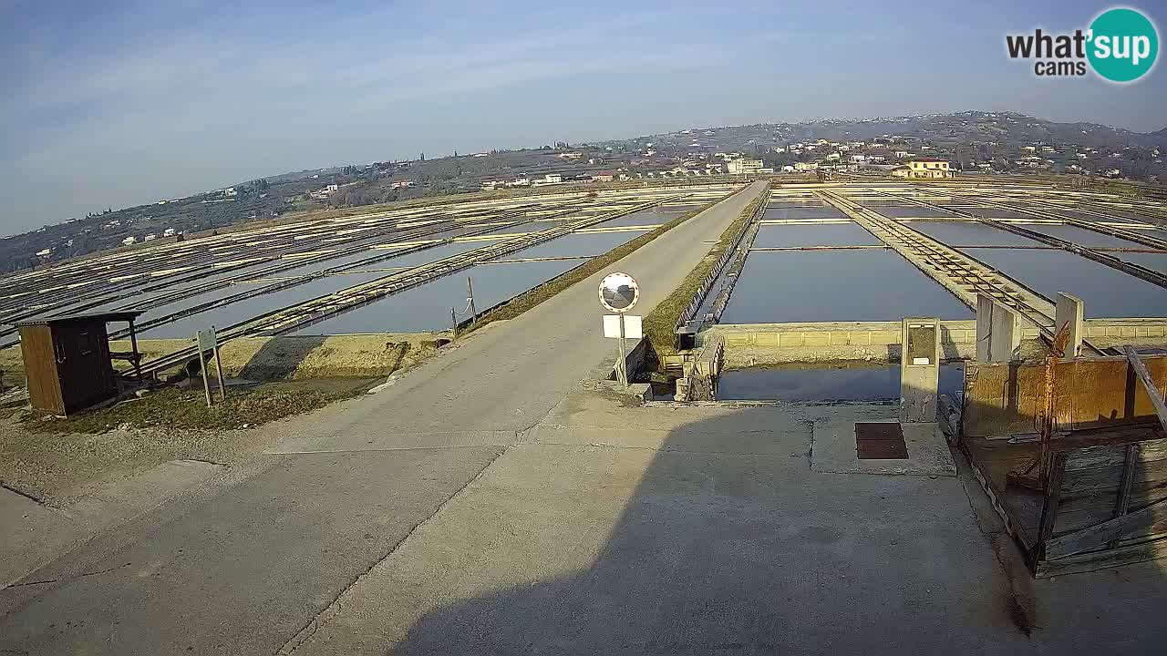 Seča – Panorama and Salina