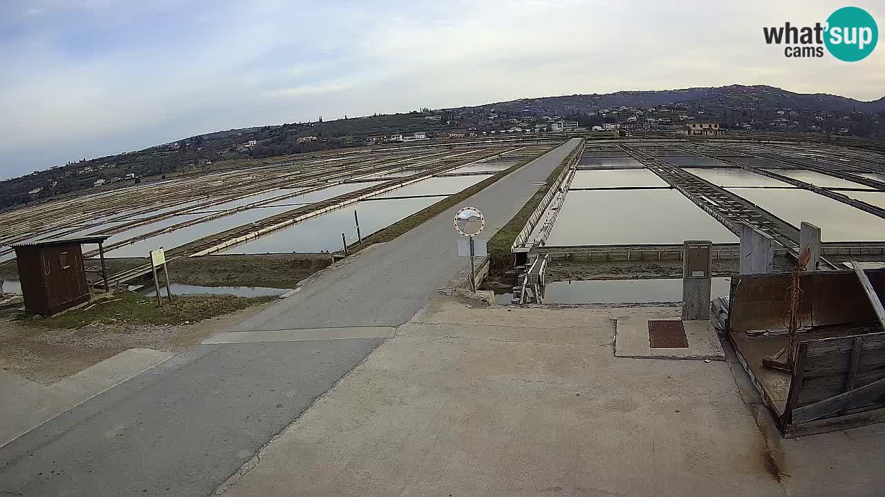 Seča – Panorama