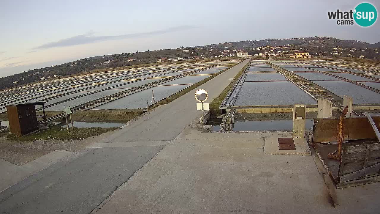 Seča – Panorama