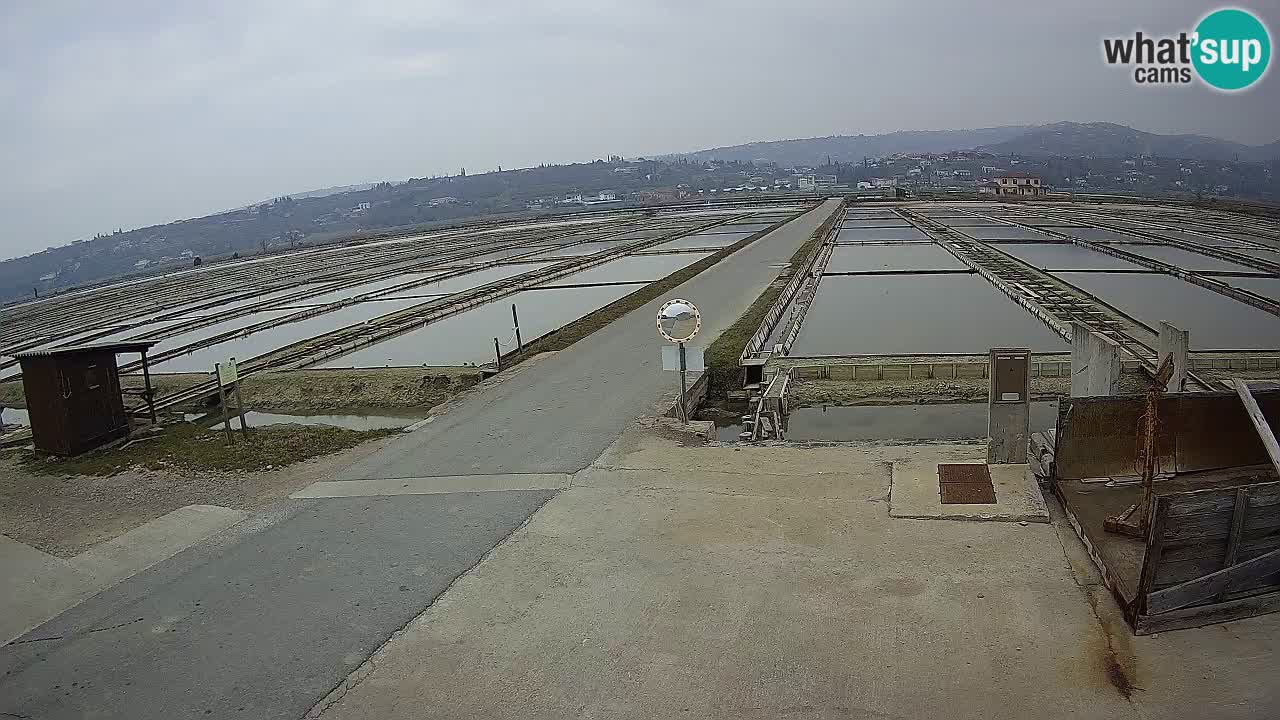 Park prirode Sečovlje Salina