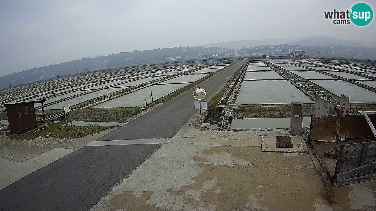 Park prirode Sečovlje Salina