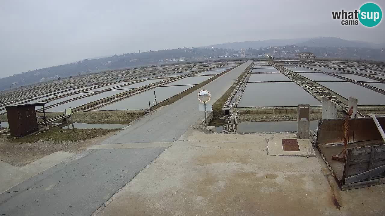 Naturpark der Salinen von Sečovlje