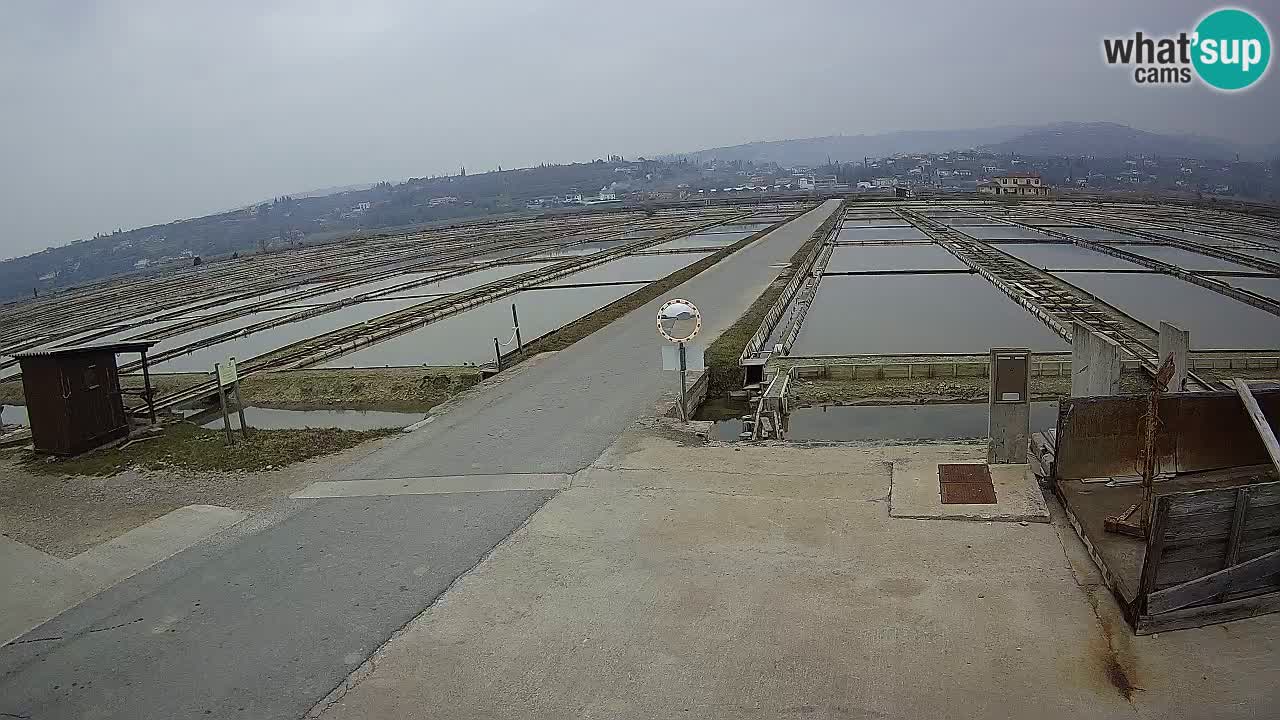 Naturpark der Salinen von Sečovlje