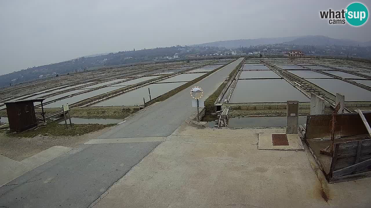 Parco Naturale Saline di Sicciole