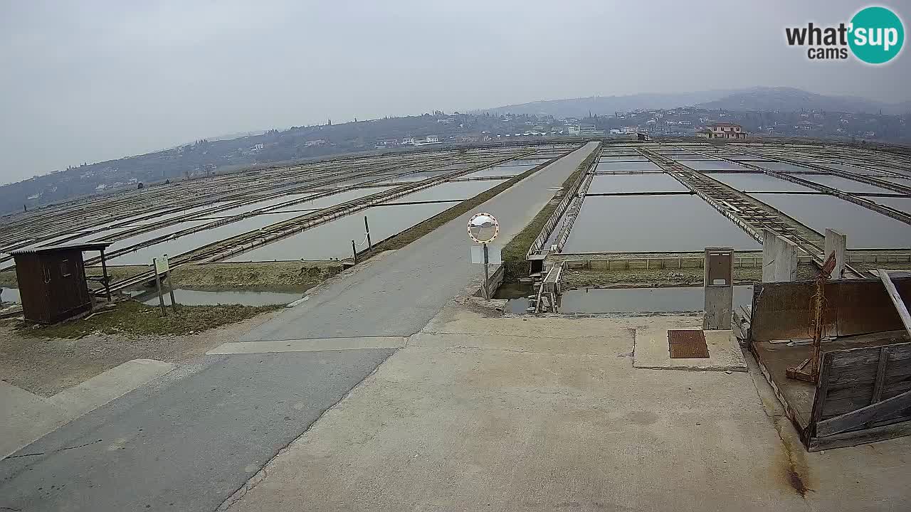 Parco Naturale Saline di Sicciole