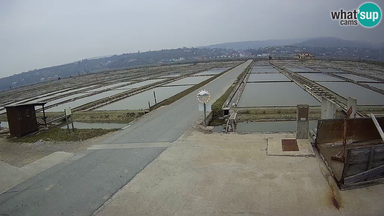 Naturpark der Salinen von Sečovlje