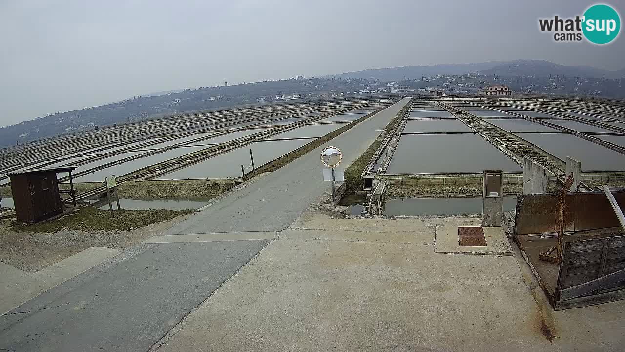 Park prirode Sečovlje Salina