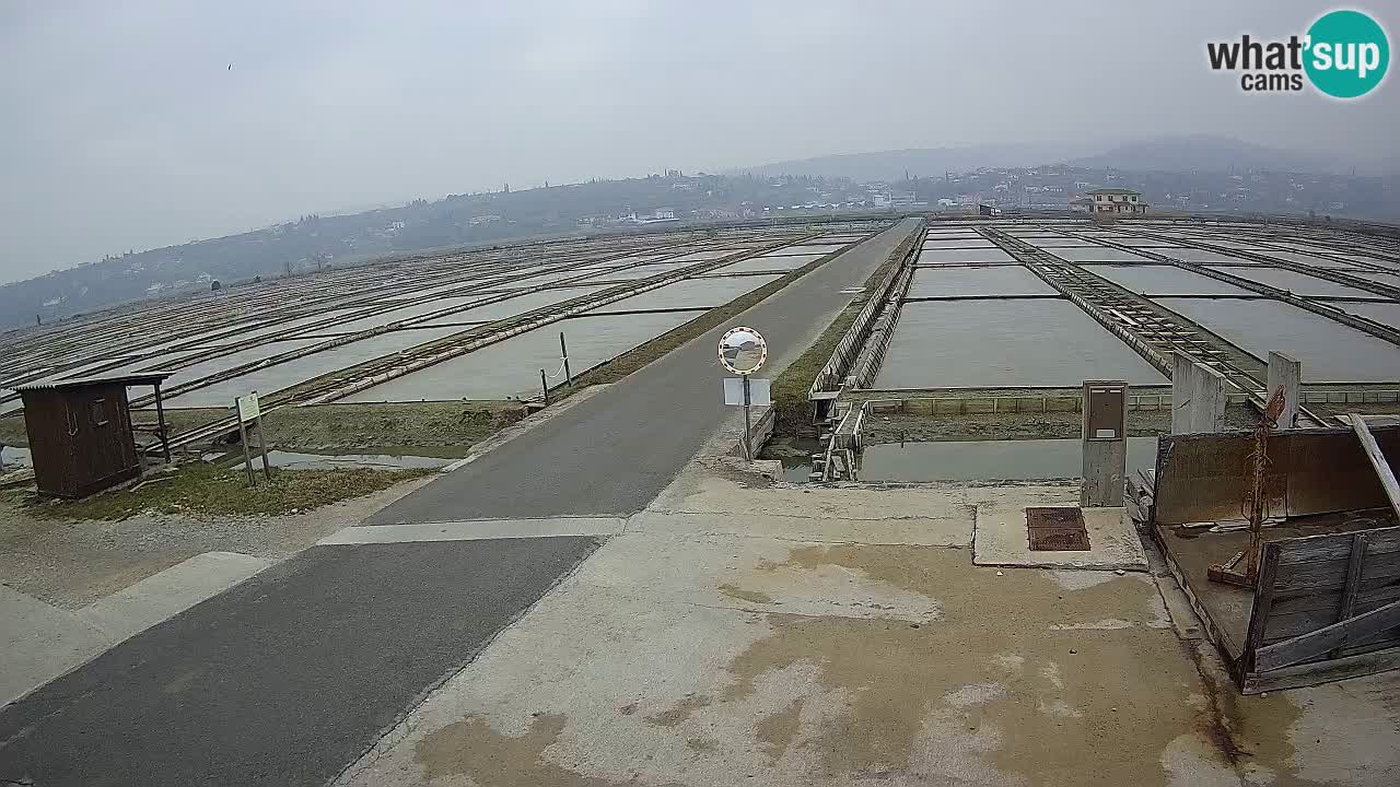 Park prirode Sečovlje Salina