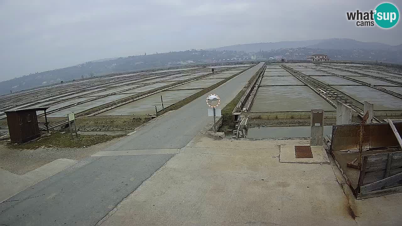 Sečovlje Salina Nature Park