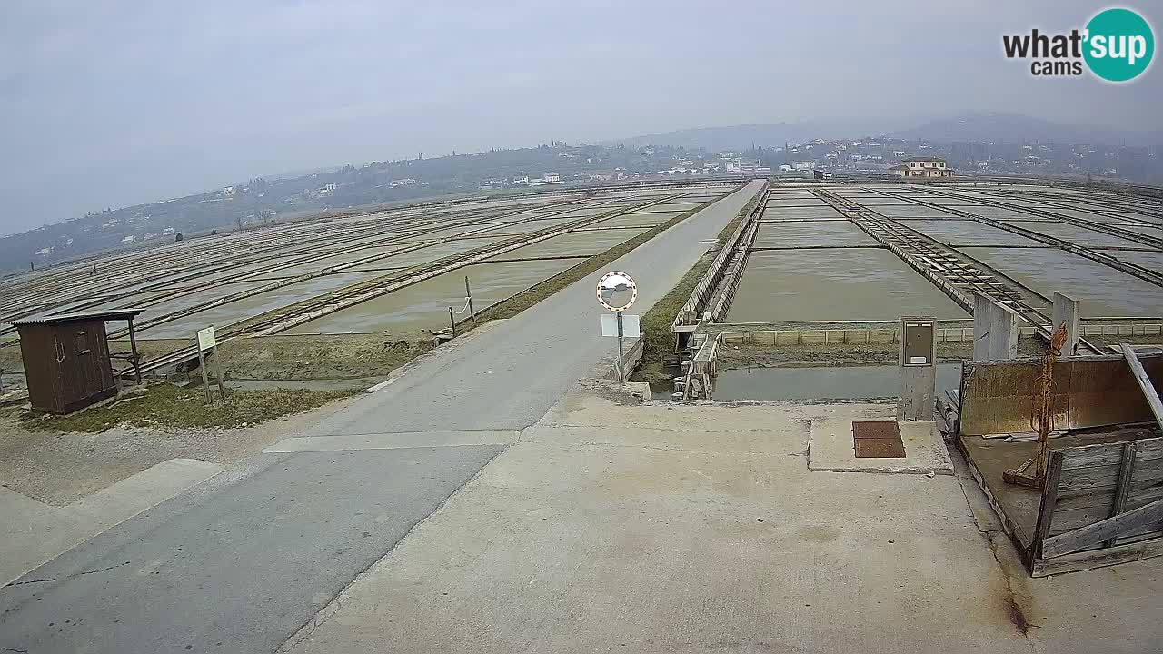 Seča – Panorama