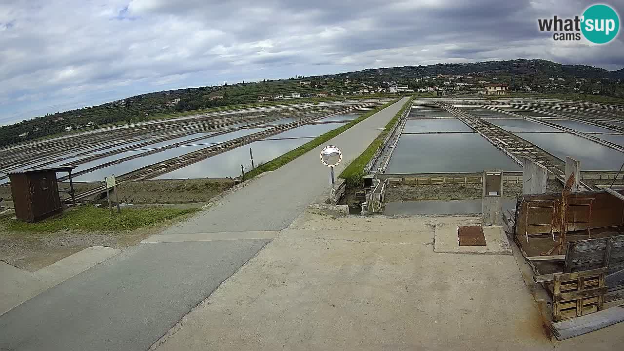 Parco Naturale Saline di Sicciole