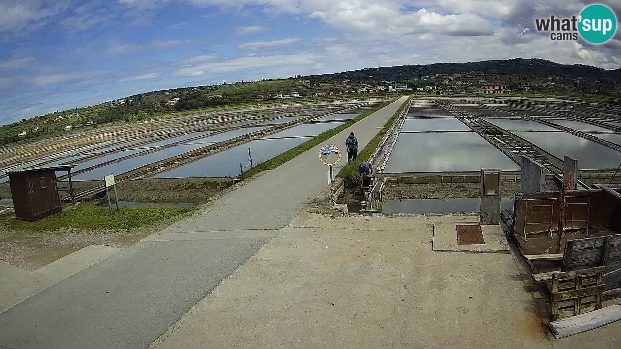 Park prirode Sečovlje Salina