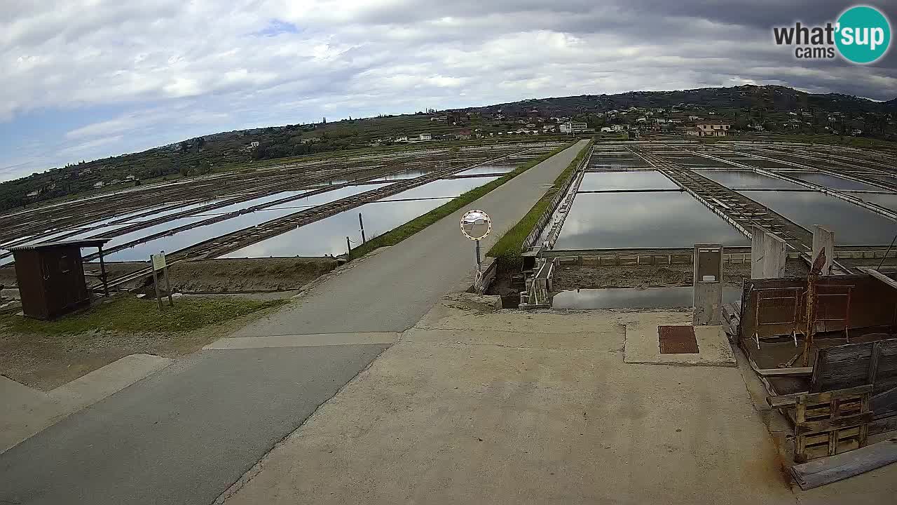 ﻿Sečovlje Salina Nature Park – KPSS
