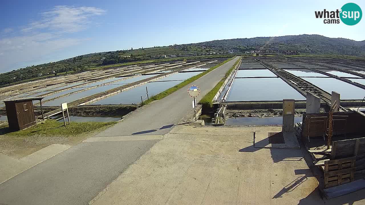 Naturpark der Salinen von Sečovlje