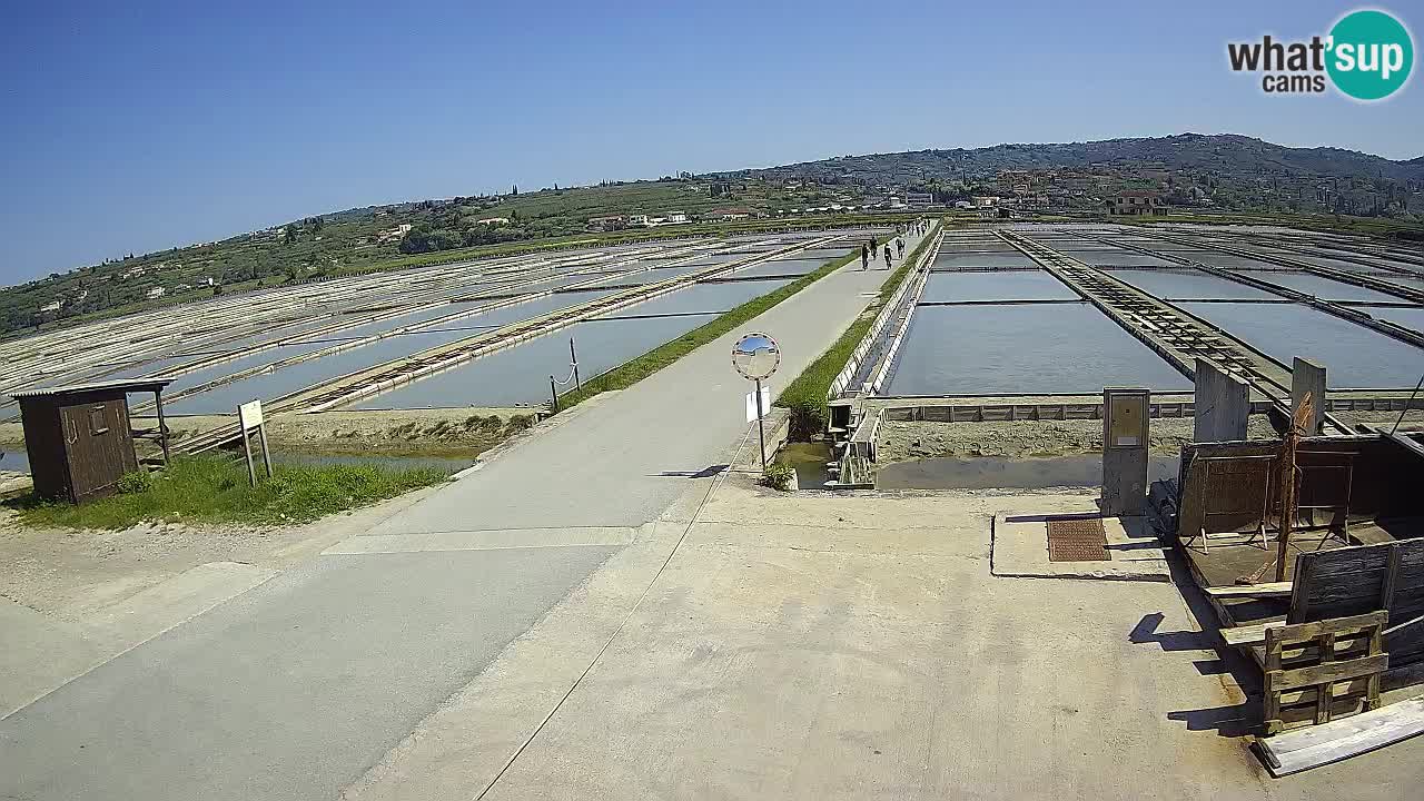 Parco Naturale Saline di Sicciole