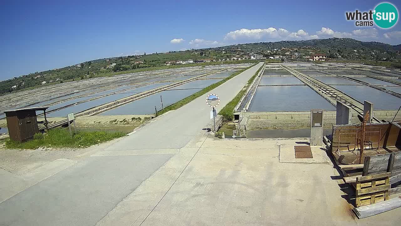Seča – Panorama and Salina