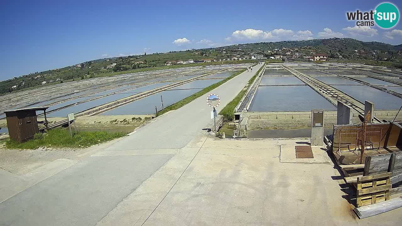 Seča – Panorama in soline
