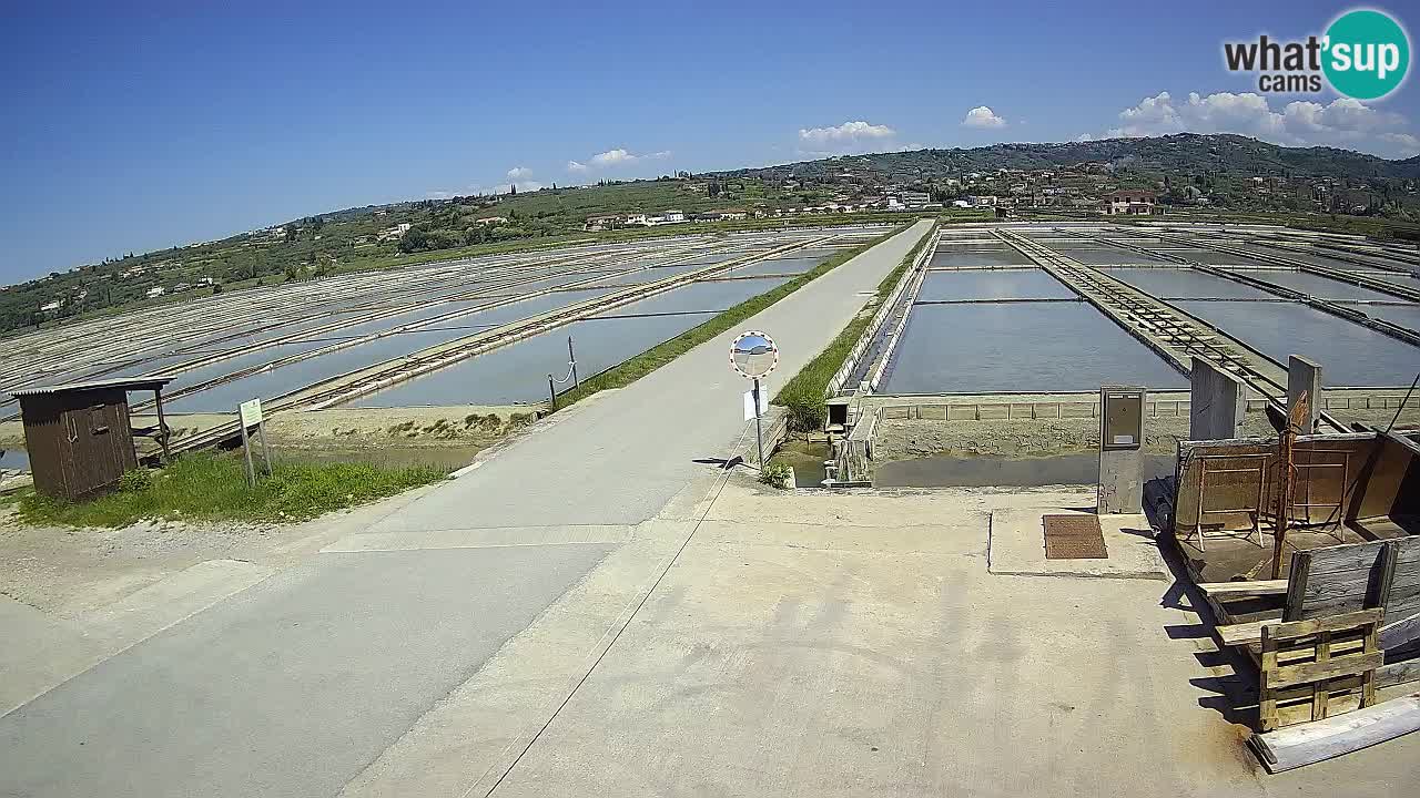 Seča – Panorama