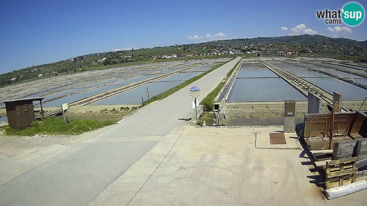 Seča – Panorama in soline
