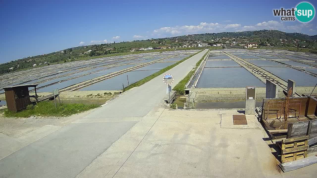 Seča – Panorama