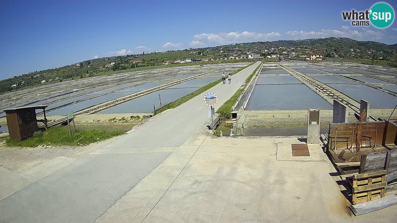 Seča – Panorama and Salina