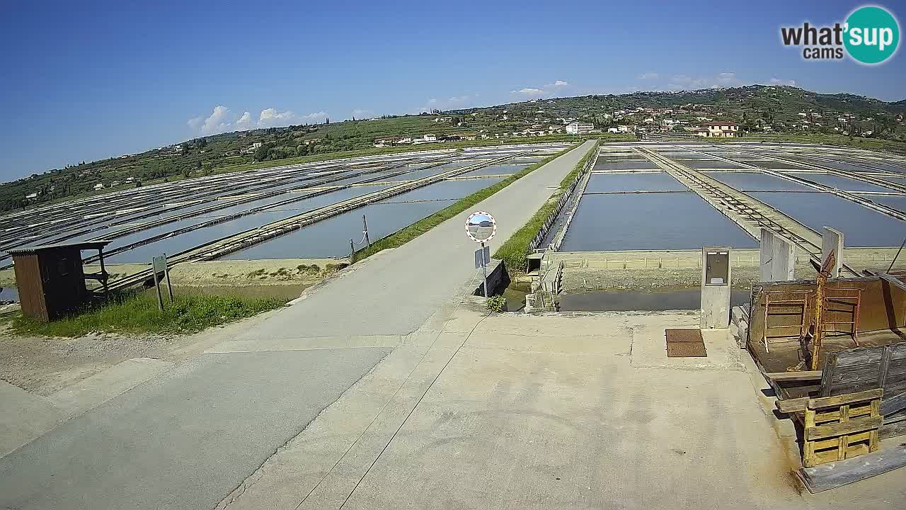 ﻿Sečovlje Salina Nature Park – KPSS