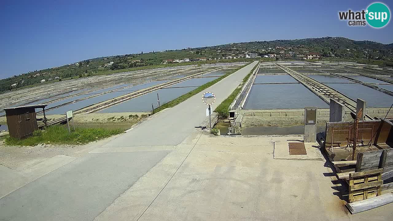Seča – Panorama and Salina