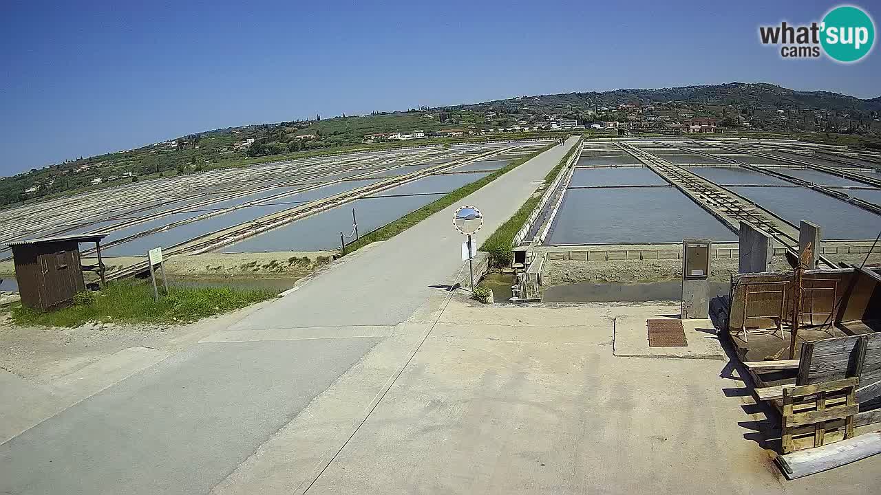 ﻿Sečovlje Salina Nature Park – KPSS