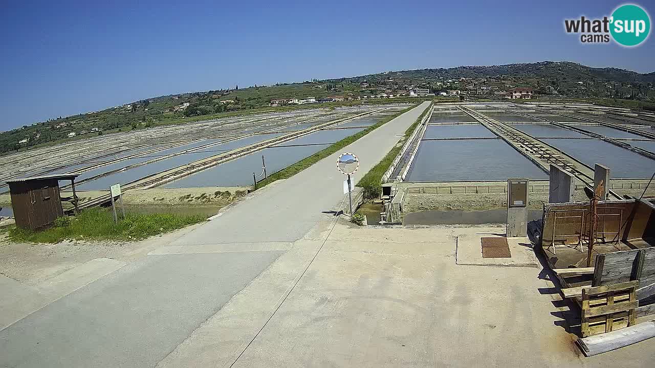 Seča – Panorama and Salina