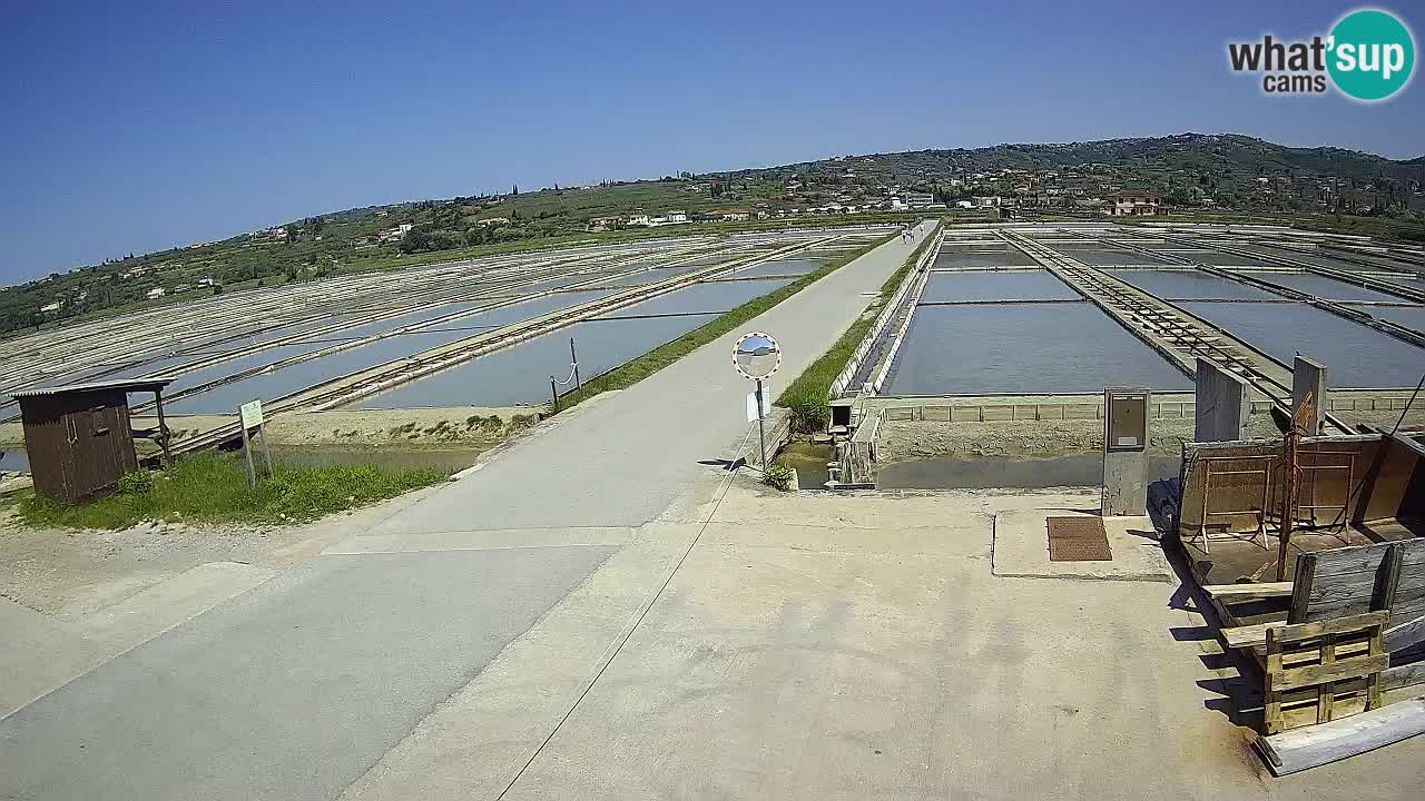 ﻿Sečovlje Salina Nature Park – KPSS