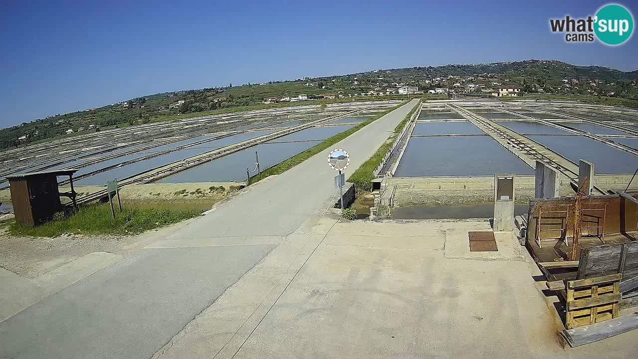 ﻿Sečovlje Salina Nature Park – KPSS