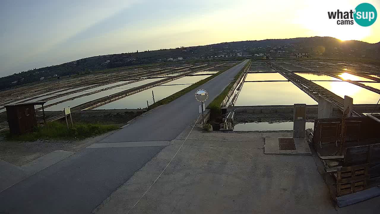 Seča – Panorama