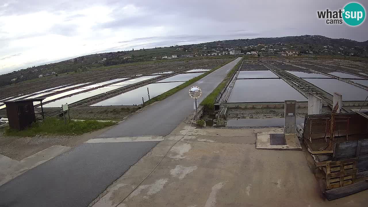 ﻿Sečovlje Salina Nature Park – KPSS