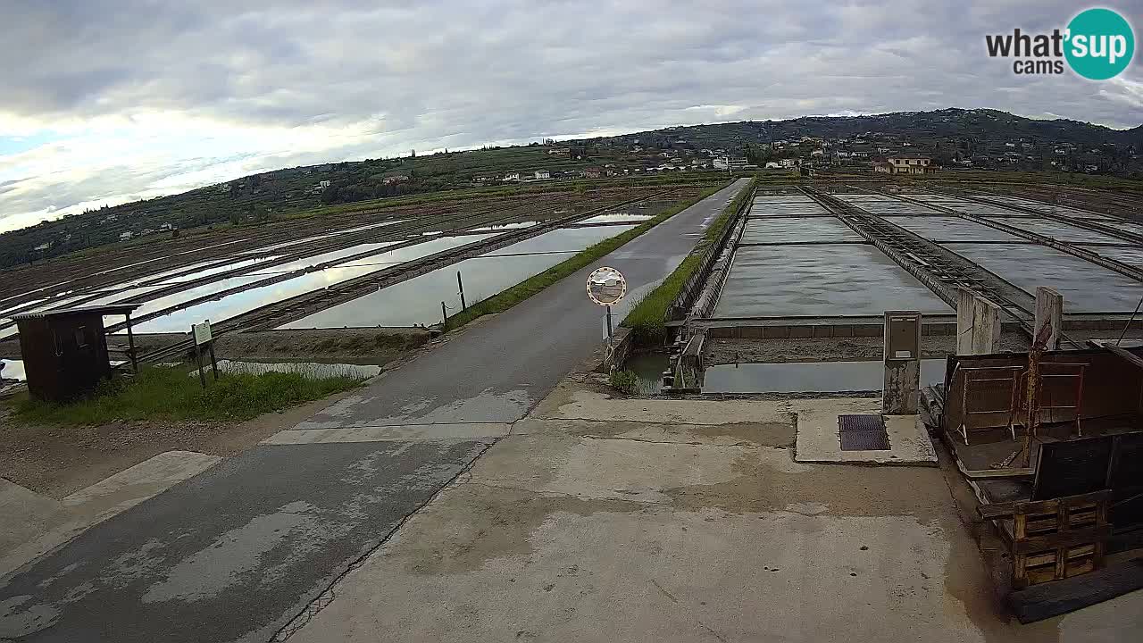﻿Sečovlje Salina Nature Park – KPSS