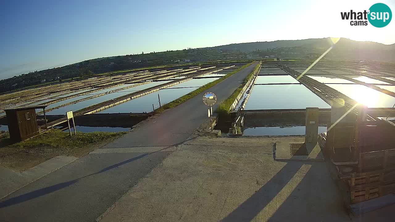 Naturpark der Salinen von Sečovlje