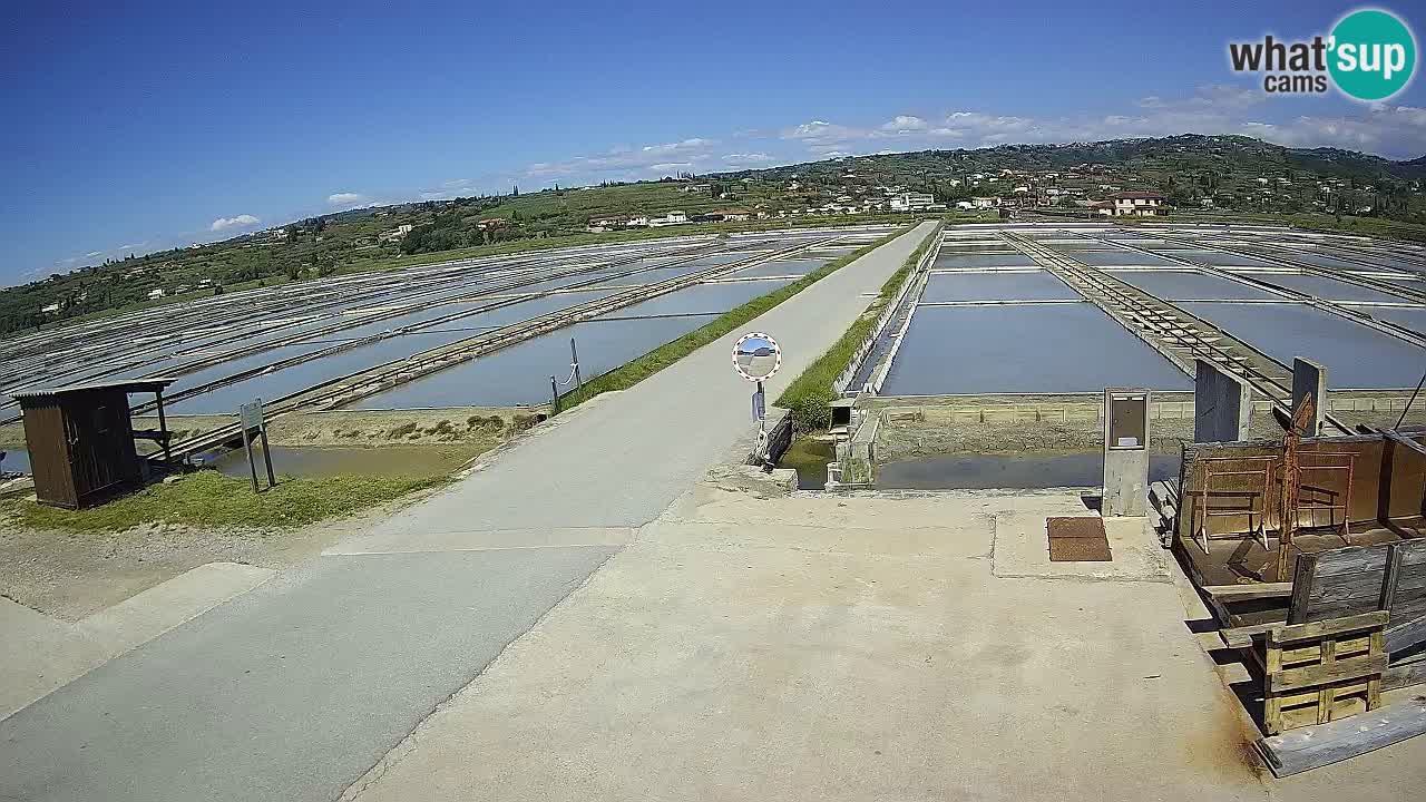 Seča – Panorama and Salina