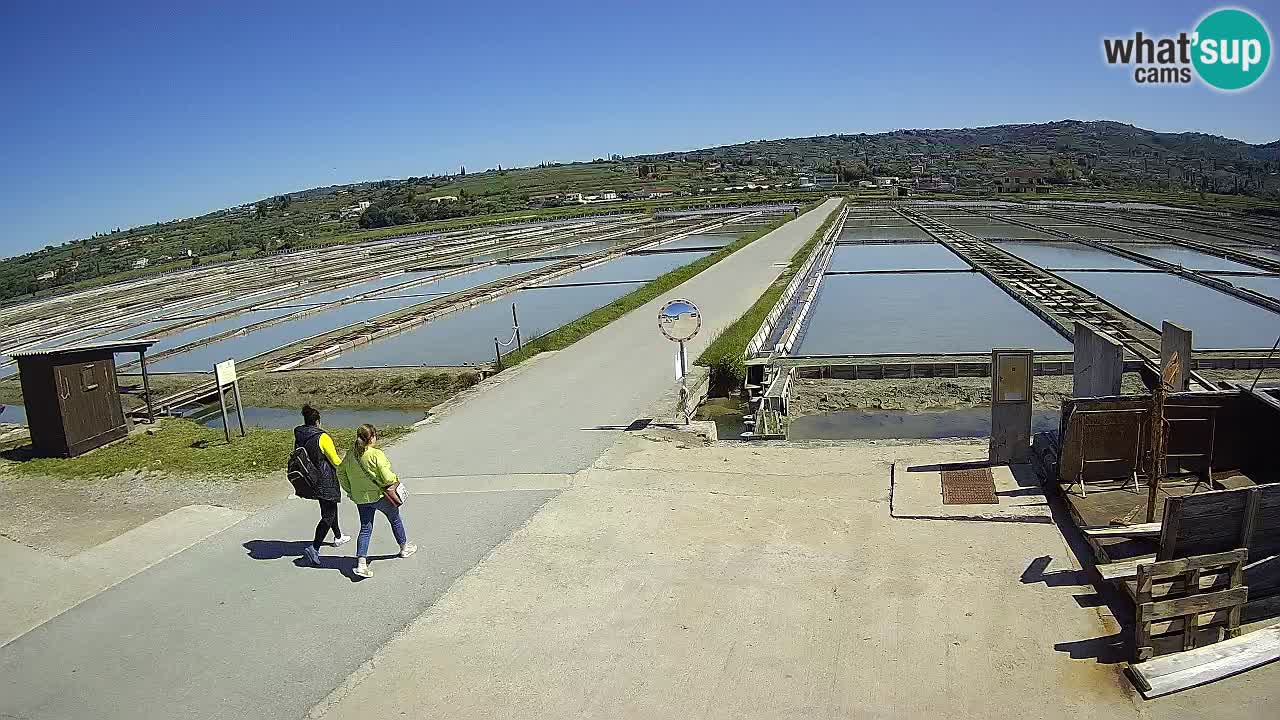 ﻿Sečovlje Salina Nature Park – KPSS