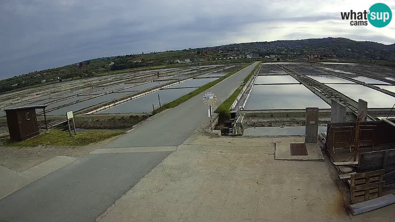 Park prirode Sečovlje Salina