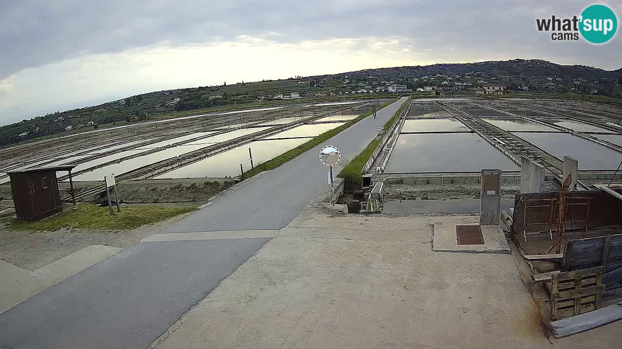 Seča – Panorama and Salina