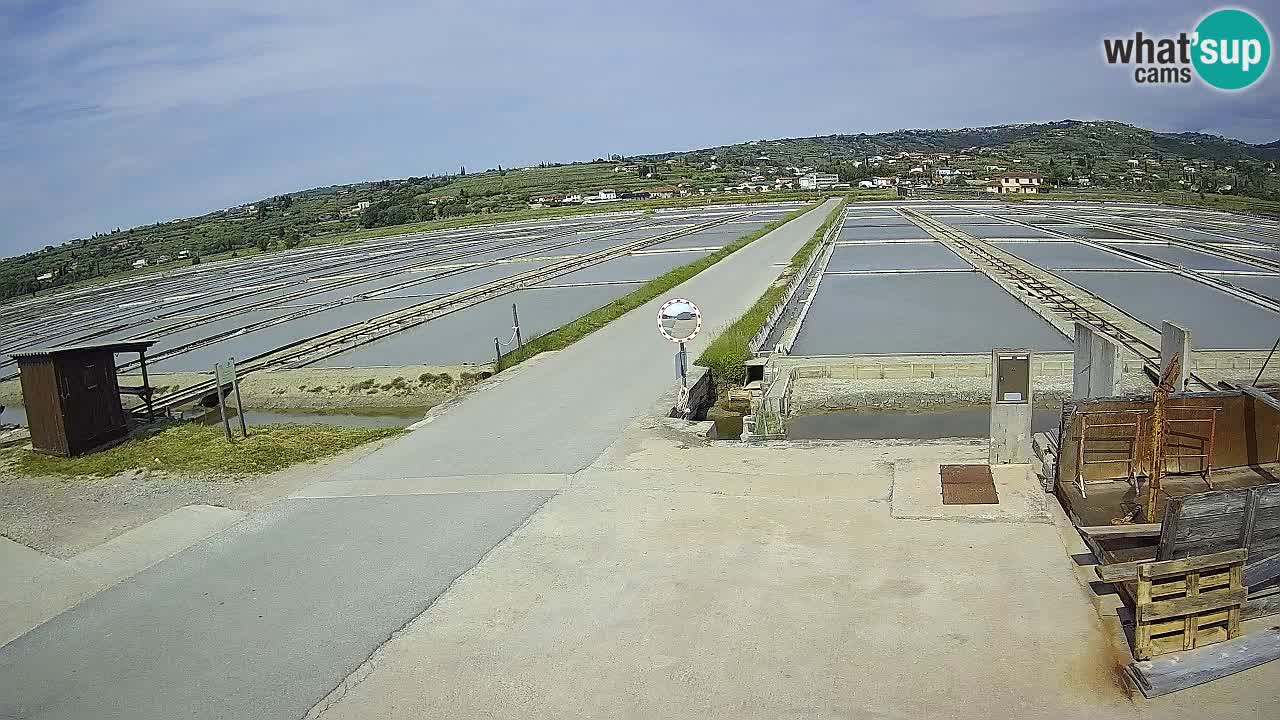 Seča – Panorama and Salina