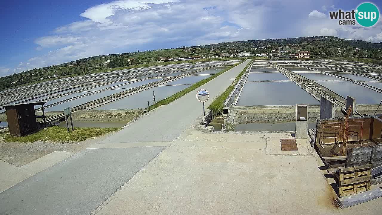 Park prirode Sečovlje Salina
