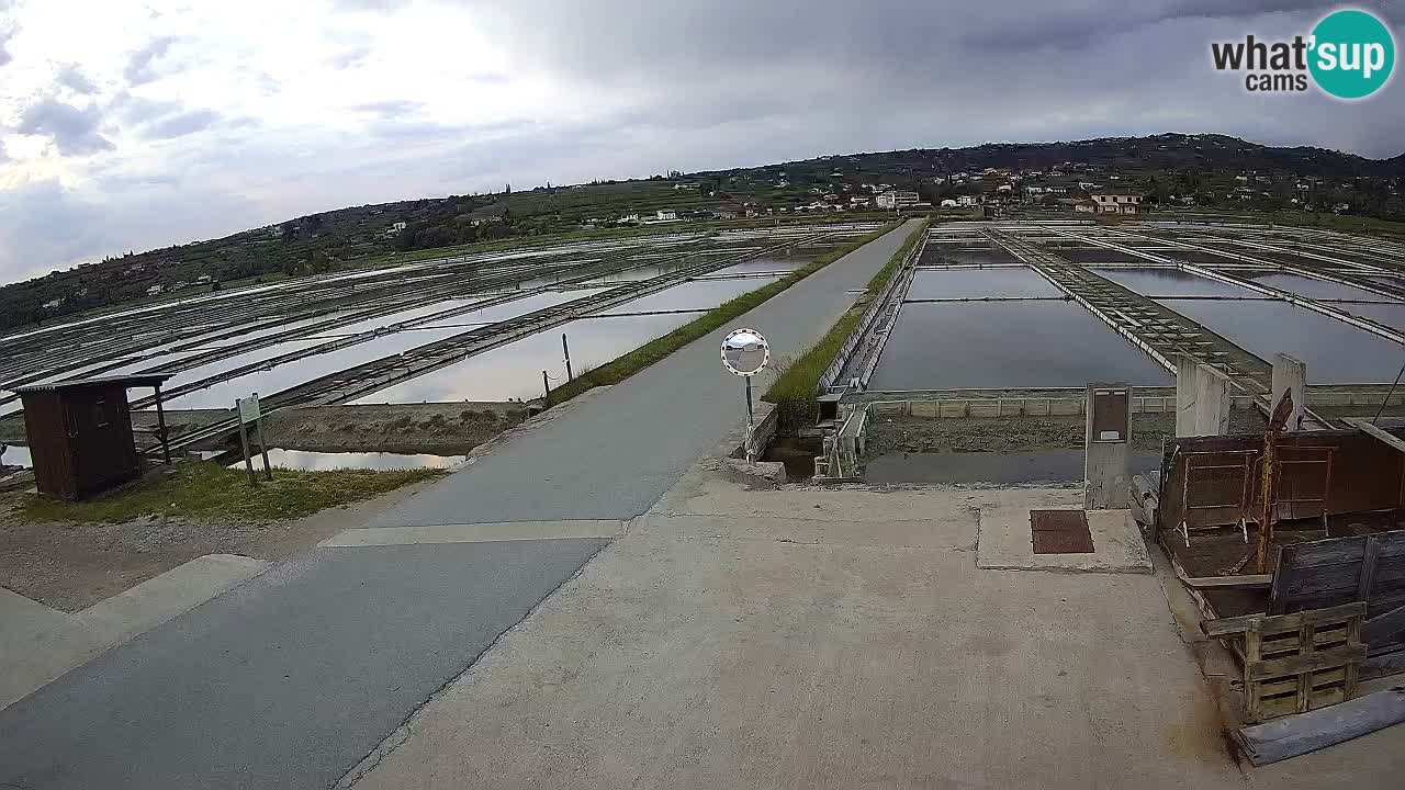 Park prirode Sečovlje Salina