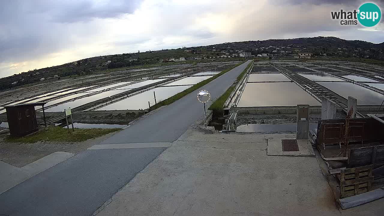 Seča – Panorama