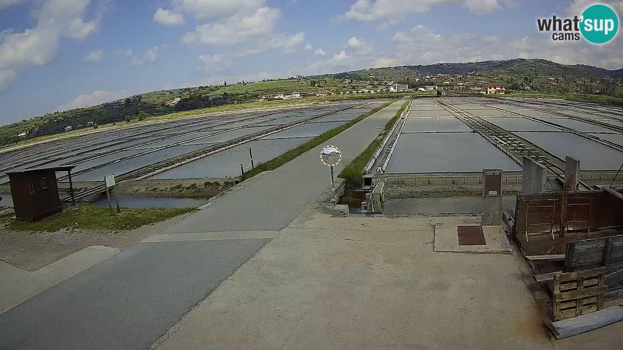 Seča – Panorama