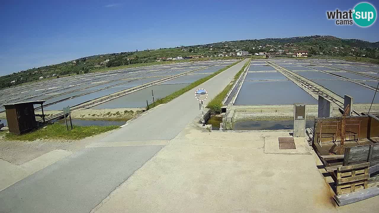 ﻿Sečovlje Salina Nature Park – KPSS