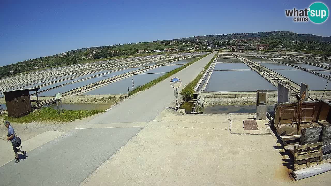 Seča – Panorama