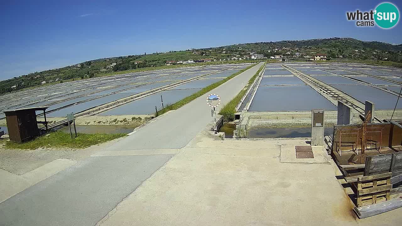 Seča – Panorama and Salina