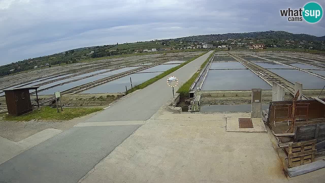 ﻿Sečovlje Salina Nature Park – KPSS