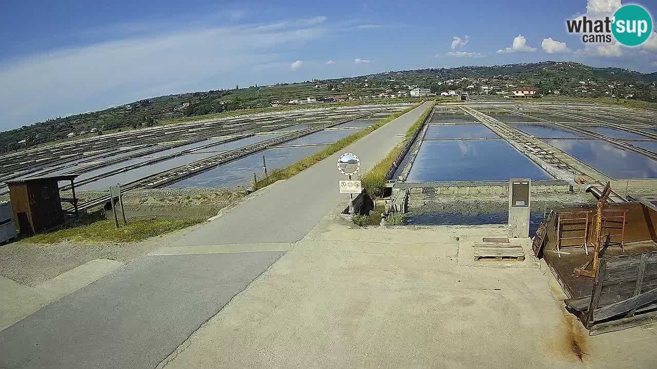 Seča – Panorama and Salina