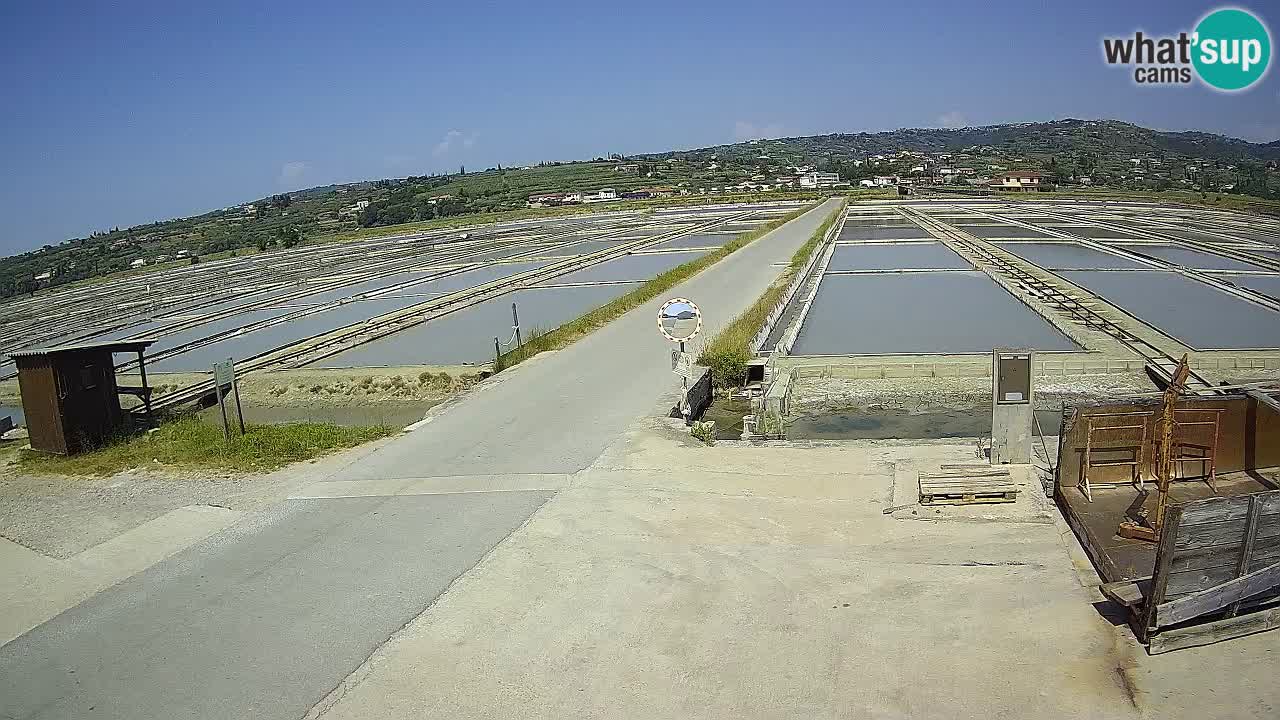 Seča – Panorama and Salina